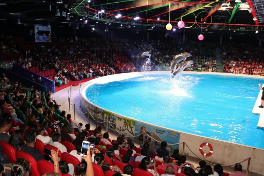 Dolphin & Seal Show at Atlantis